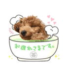 【挨拶ver】トイプードルのプルミエたち（個別スタンプ：10）