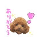 【挨拶ver】トイプードルのプルミエたち（個別スタンプ：11）