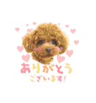 【挨拶ver】トイプードルのプルミエたち（個別スタンプ：12）