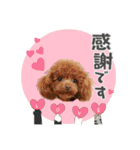 【挨拶ver】トイプードルのプルミエたち（個別スタンプ：13）