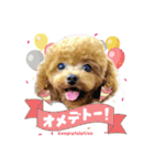【挨拶ver】トイプードルのプルミエたち（個別スタンプ：15）