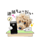 【挨拶ver】トイプードルのプルミエたち（個別スタンプ：17）