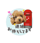 【挨拶ver】トイプードルのプルミエたち（個別スタンプ：18）