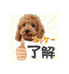【挨拶ver】トイプードルのプルミエたち（個別スタンプ：19）