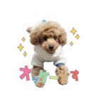 【挨拶ver】トイプードルのプルミエたち（個別スタンプ：20）