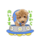 【会話ver】トイプードルのプルミエたち（個別スタンプ：2）