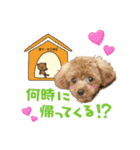 【会話ver】トイプードルのプルミエたち（個別スタンプ：3）