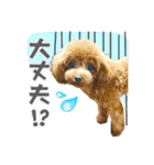 【会話ver】トイプードルのプルミエたち（個別スタンプ：12）
