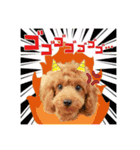 【会話ver】トイプードルのプルミエたち（個別スタンプ：13）