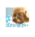 【会話ver】トイプードルのプルミエたち（個別スタンプ：14）