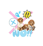 【会話ver】トイプードルのプルミエたち（個別スタンプ：16）