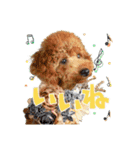 【会話ver】トイプードルのプルミエたち（個別スタンプ：21）