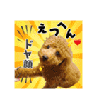 【会話ver】トイプードルのプルミエたち（個別スタンプ：23）