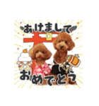 【イベントver】トイプードルのプルミエ（個別スタンプ：1）