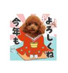 【イベントver】トイプードルのプルミエ（個別スタンプ：2）