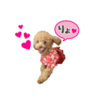 【イベントver】トイプードルのプルミエ（個別スタンプ：5）