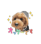 【イベントver】トイプードルのプルミエ（個別スタンプ：7）