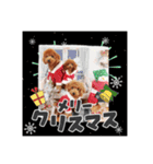 【イベントver】トイプードルのプルミエ（個別スタンプ：8）