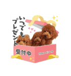 【イベントver】トイプードルのプルミエ（個別スタンプ：11）