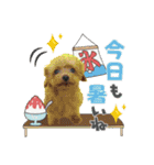 【イベントver】トイプードルのプルミエ（個別スタンプ：13）