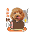 【イベントver】トイプードルのプルミエ（個別スタンプ：15）