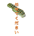 仕事用で使う言葉をイモムシからーBIG（個別スタンプ：19）