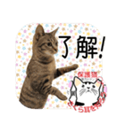 幸せになった元・保護猫達のスタンプ（個別スタンプ：6）