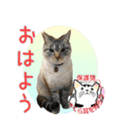 幸せになった元・保護猫達のスタンプ（個別スタンプ：10）