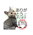 幸せになった元・保護猫達のスタンプ（個別スタンプ：12）