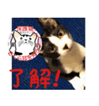 幸せになった元・保護猫達のスタンプ（個別スタンプ：13）