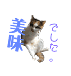 クエン酸と重曹と時々絵の具（個別スタンプ：2）