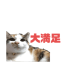 クエン酸と重曹と時々絵の具（個別スタンプ：12）