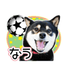 黒柴犬の♡サッカー応援♡スタンプ02（個別スタンプ：1）