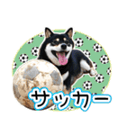 黒柴犬の♡サッカー応援♡スタンプ02（個別スタンプ：5）