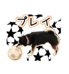 黒柴犬の♡サッカー応援♡スタンプ02（個別スタンプ：20）