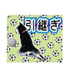 黒柴犬の♡サッカー応援♡スタンプ02（個別スタンプ：24）