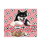 黒柴犬の♡サッカー応援♡スタンプ02（個別スタンプ：27）