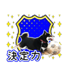 黒柴犬の♡サッカー応援♡スタンプ02（個別スタンプ：31）