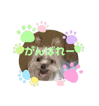 応援☆（個別スタンプ：3）