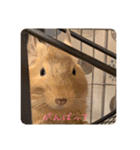デグー写真スタンプ（個別スタンプ：6）