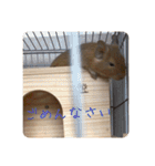 デグー写真スタンプ（個別スタンプ：8）
