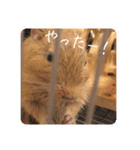 デグー写真スタンプ（個別スタンプ：9）