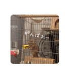 デグー写真スタンプ（個別スタンプ：10）