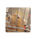 デグー写真スタンプ（個別スタンプ：23）