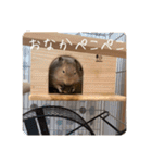 デグー写真スタンプ（個別スタンプ：26）