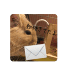 デグー写真スタンプ（個別スタンプ：29）