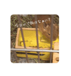 デグー写真スタンプ（個別スタンプ：31）