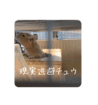 デグー写真スタンプ（個別スタンプ：34）