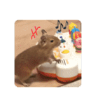 デグー写真スタンプ（個別スタンプ：40）