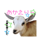あにまるず。ぱーと7。（個別スタンプ：6）